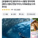 보홀 나팔링 정어리떼 투어 로컬페이지로 예약한 초보자 후기