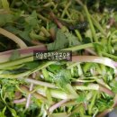 이슬로건강원 이미지