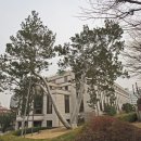 [고규홍의 큰 나무 이야기]헌법재판소의 ‘서울 재동 백송’ 이미지