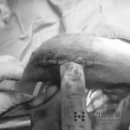 한가람동물의료센터 이미지