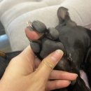 펫밀리쌀롱 이미지