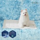 코오롱애견 이미지