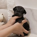 버디독 강아지분양 안심분양센터 서울 영등포점 이미지