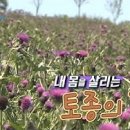 엉겅퀴 채취시기,효능,먹는법,효소 담그는 방법 이미지