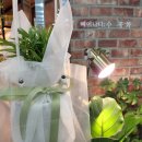 사상꽃집 플라워마켓수화 화분 구매 후기