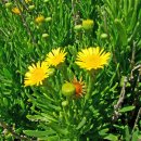 황금퉁퉁마디 [Golden samphire (Limbarda crithmoides)] 이미지