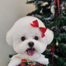 포댕포댕 이미지