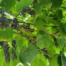 덕풍황토방 이미지