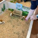 하이애니멀샵 이미지