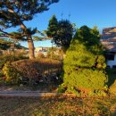 나무뜨락 이미지