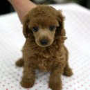 곱슬곱슬 이미지