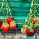 정현농장 이미지