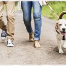 펫퍼스트 24시 강아지분양 고양이분양 이미지