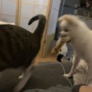 댕냥점빵 이미지