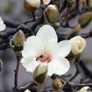 목련꽃 피는 고향 이미지