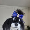 태원켄넬 이미지