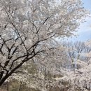 백남준로2 네이버블로그