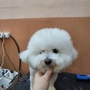 빛나개살롱 이미지