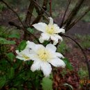 보성야생화 이미지