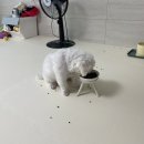 퍼피앤맘 이미지