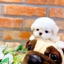 미니주동물병원 | 송파강아지분양 후기 부모님 설득한 방법 궁금하다면 클릭!