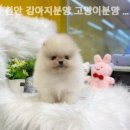 나라애견 본점 이미지