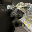 까슈 | 혼여-2;부다페스트 2-3일차와 비엔나 도착쓴 마이리얼트립 체고시다!!