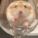 참사랑화로구이 | 🥩 호평동 맛집 ‘담가화로구이 평내호평점’ 솔직 후기🍖