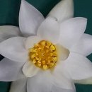 금국2농장 이미지