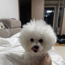 멍티움 | 인천 송도애견미용실 멍티움 연수점 이리나 디자이너 비숑 미용 후기