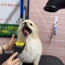 씨유서구대성베르힐점 | 인천 서구 24시 셀프 애견 목욕샵 카페 버블독스 이용 후기