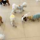 애견호텔 개인 이미지