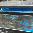 태동장어 이미지