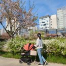 휴대용유모차 와이업 지니에스 내돈내산 한달 실사용후기 장점 단점 정품등록