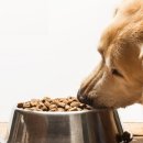 우리집 댕댕이 이미지