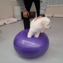 포근하개 이미지