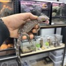 파충류샵KKZOO