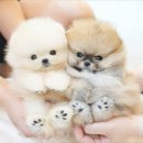 야옹아멍멍해봐 용인보정점 | 용인강아지분양 만족한 후기