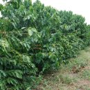 금일농장 이미지