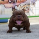 KGB KENNEL 네이버블로그