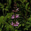 벌곡(대전) 이미지