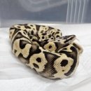 강남-005 이미지