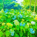 삼선산 수목원 이미지