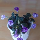 타우르스 이미지