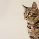 광주24시스카이동물메디컬센터 이미지