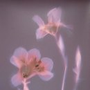 오글로시