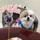 도요케이크 이미지