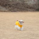 포메리카노 이미지