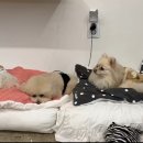 이운영펫하우스 이미지