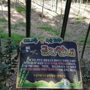 섬진강대나무숲길 이미지